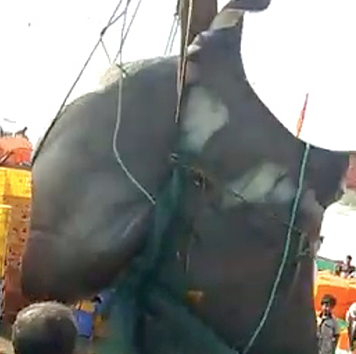 Ngư dân bắt được con cá đuối khổng lồ nặng 1.300kg