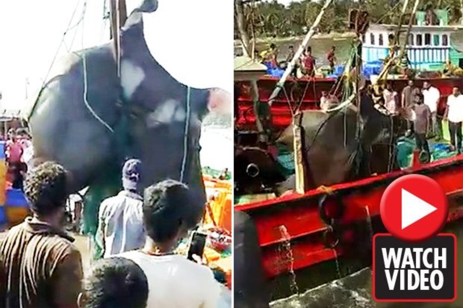 Ngư dân bắt được con cá đuối khổng lồ nặng 1.300kg
