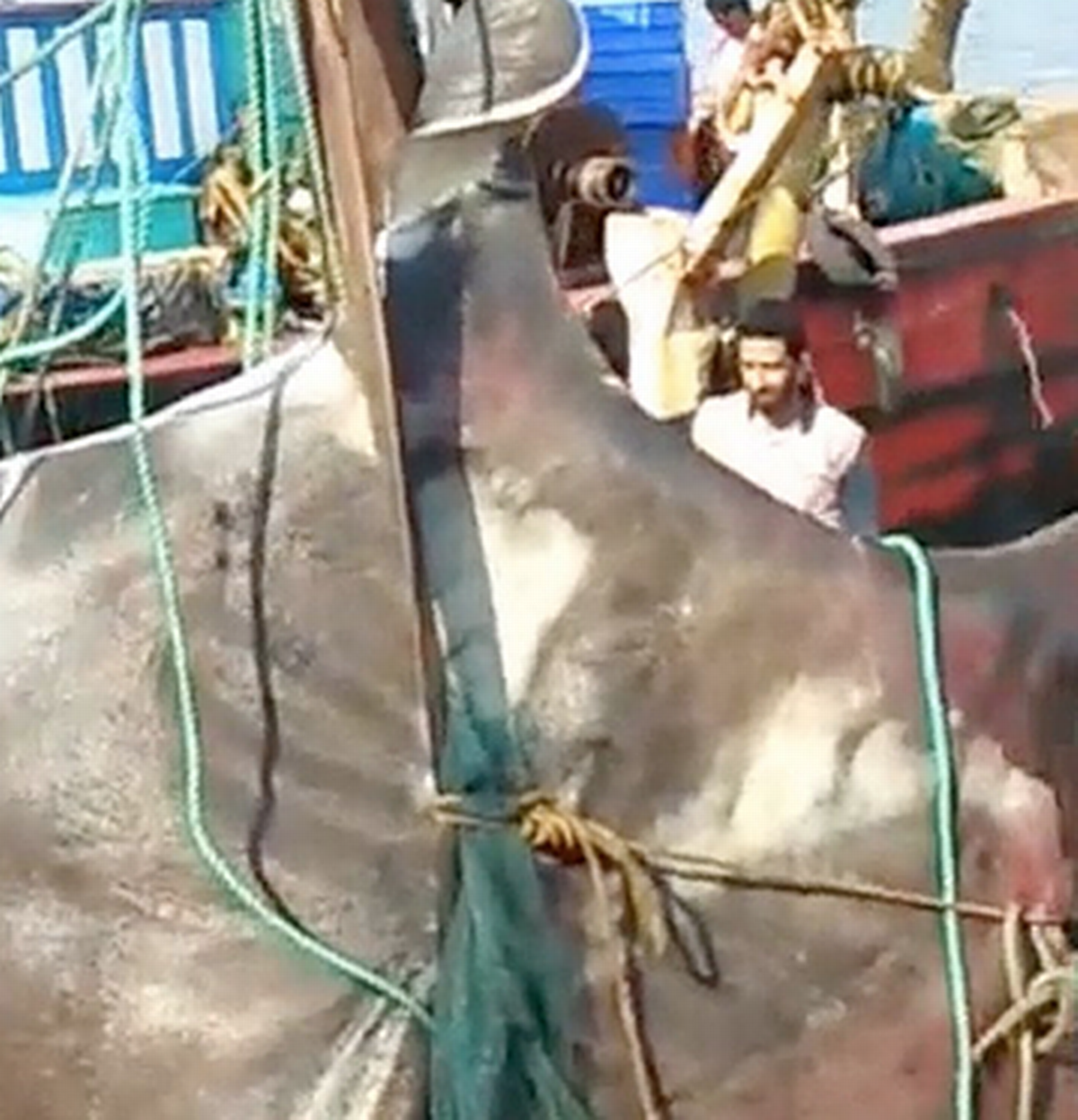 Ngư dân bắt được con cá đuối khổng lồ nặng 1.300kg