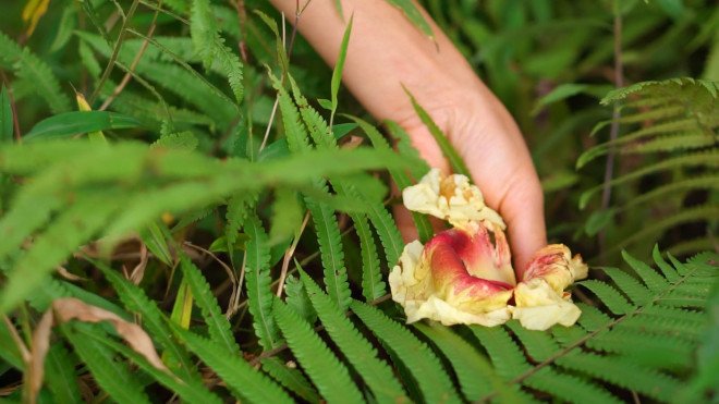 Thứ xưa rụng đầy không ai biết nay thành đặc sản dân phố săn lùng