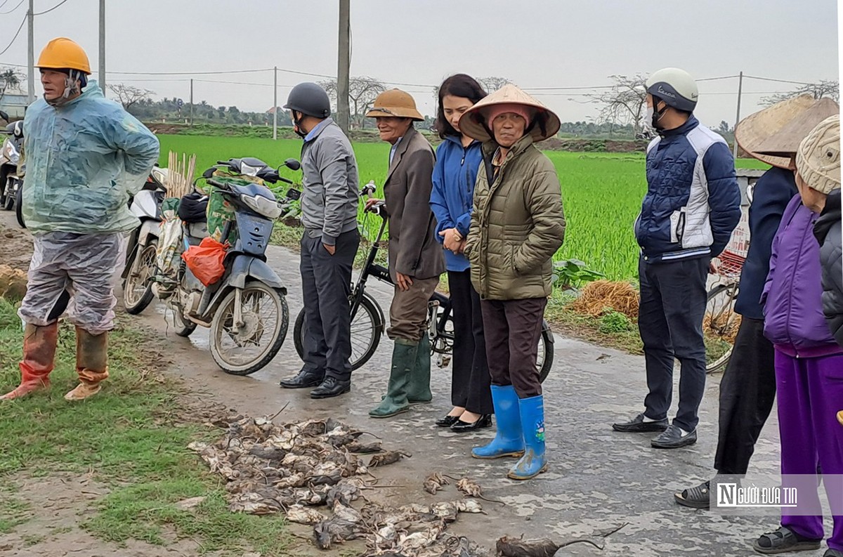 Dòng chảy pháp luật - Hải Phòng: Chỉ đạo xử lý nghiêm dùng điện diệt chuột trong sản xuất (Hình 3).