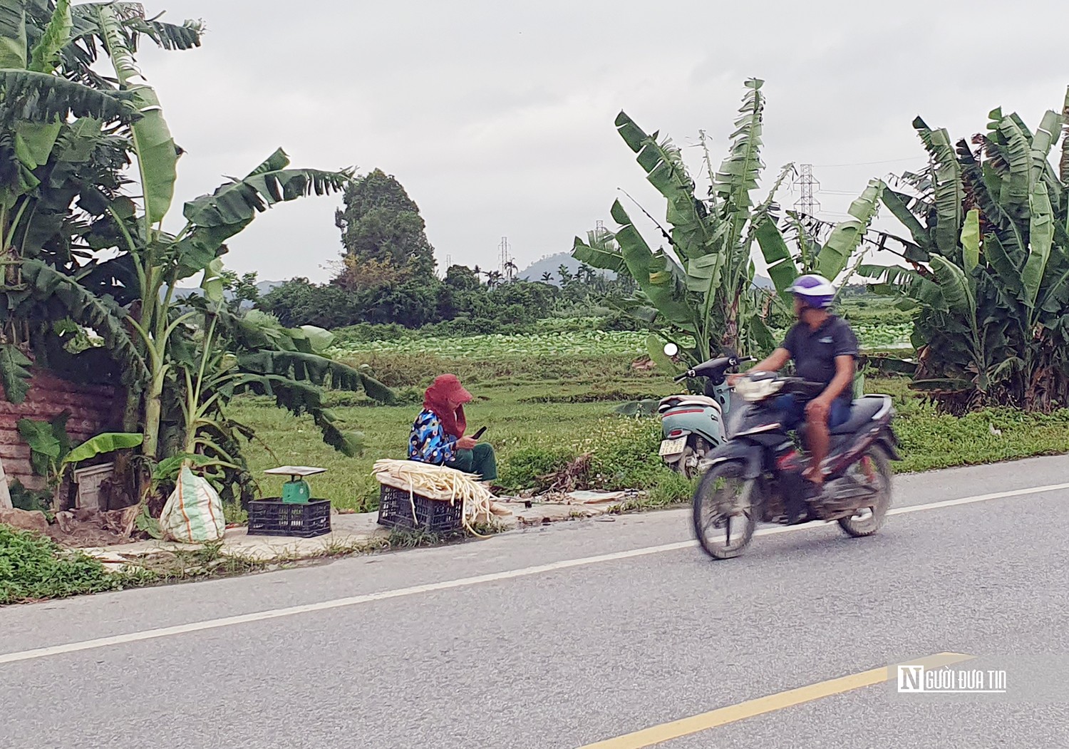 Dân sinh - Hải Phòng: Giảm 300 ha ruộng bỏ hoang nhờ tích tụ ruộng đất (Hình 3).