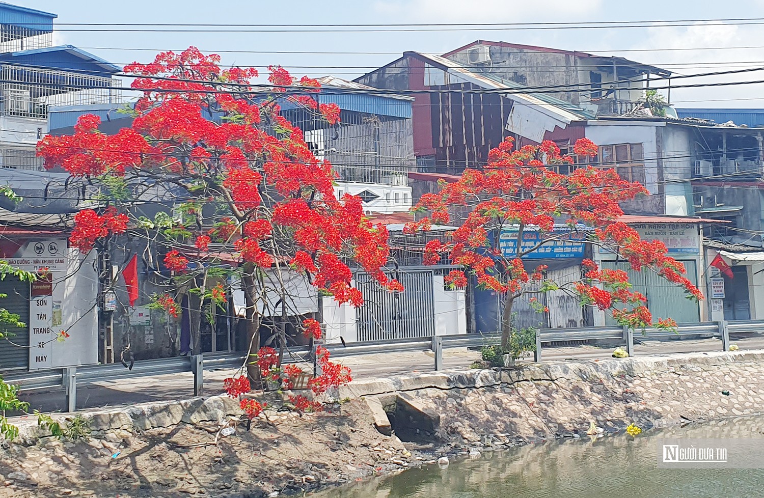 Văn hoá - Hoa phượng vĩ “thắp lửa” bầu trời Hải Phòng (Hình 4).