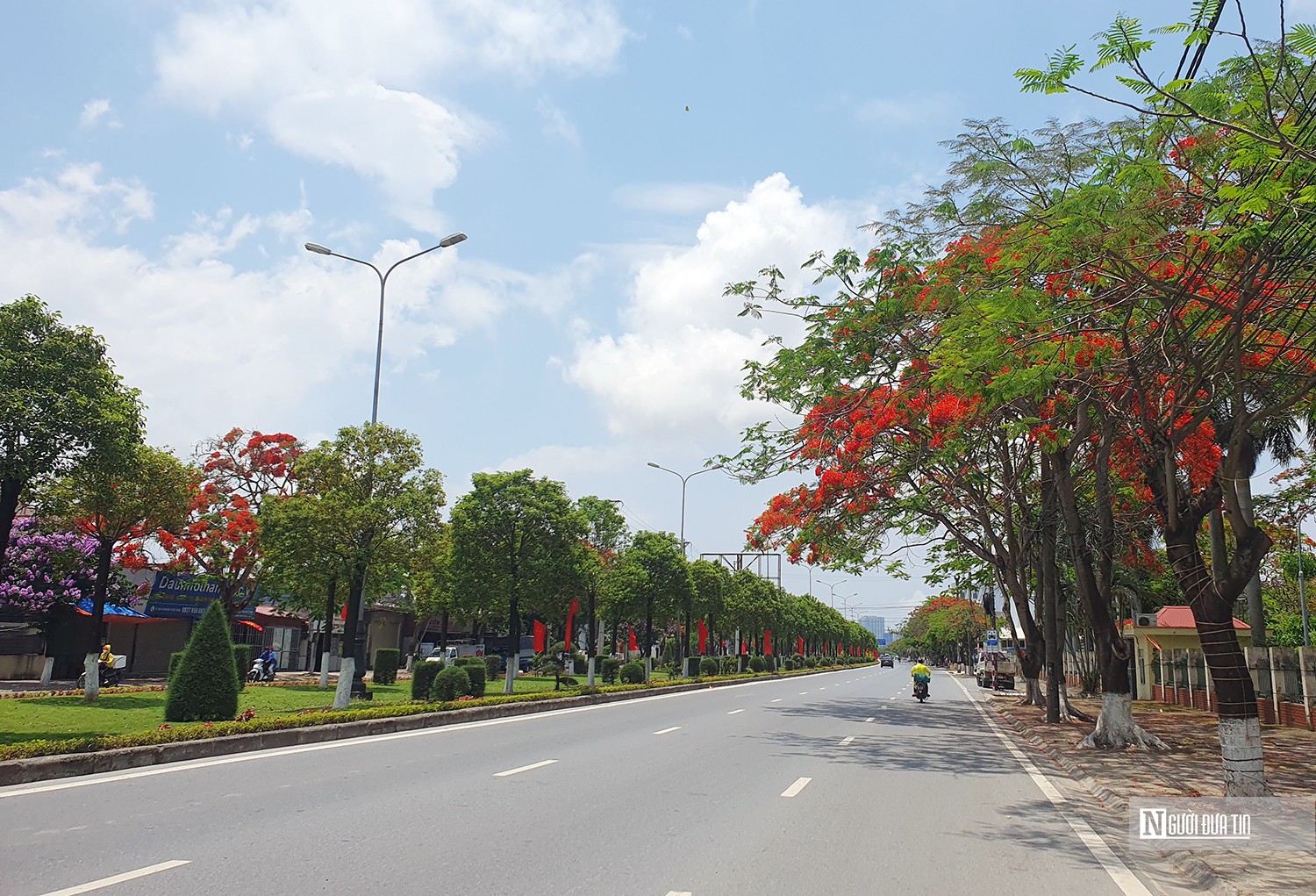 Văn hoá - Hoa phượng vĩ “thắp lửa” bầu trời Hải Phòng (Hình 3).