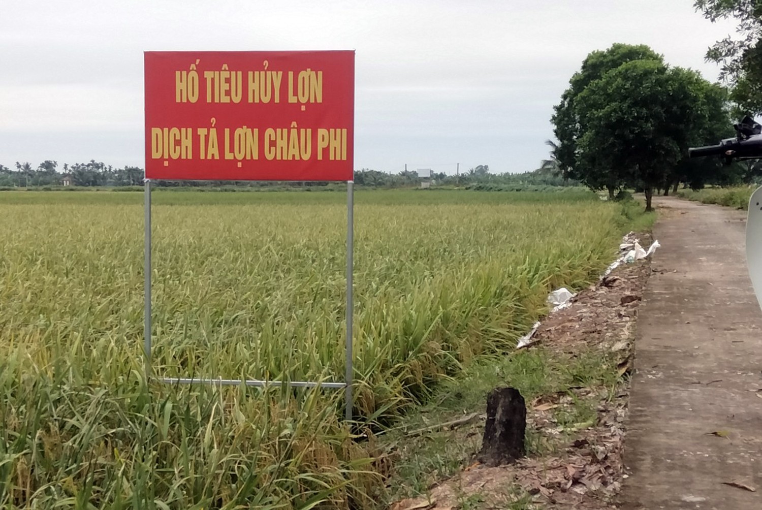 Dân sinh - Hải Phòng: Ngăn chặn không để dịch tả lợn châu Phi lan rộng (Hình 2).