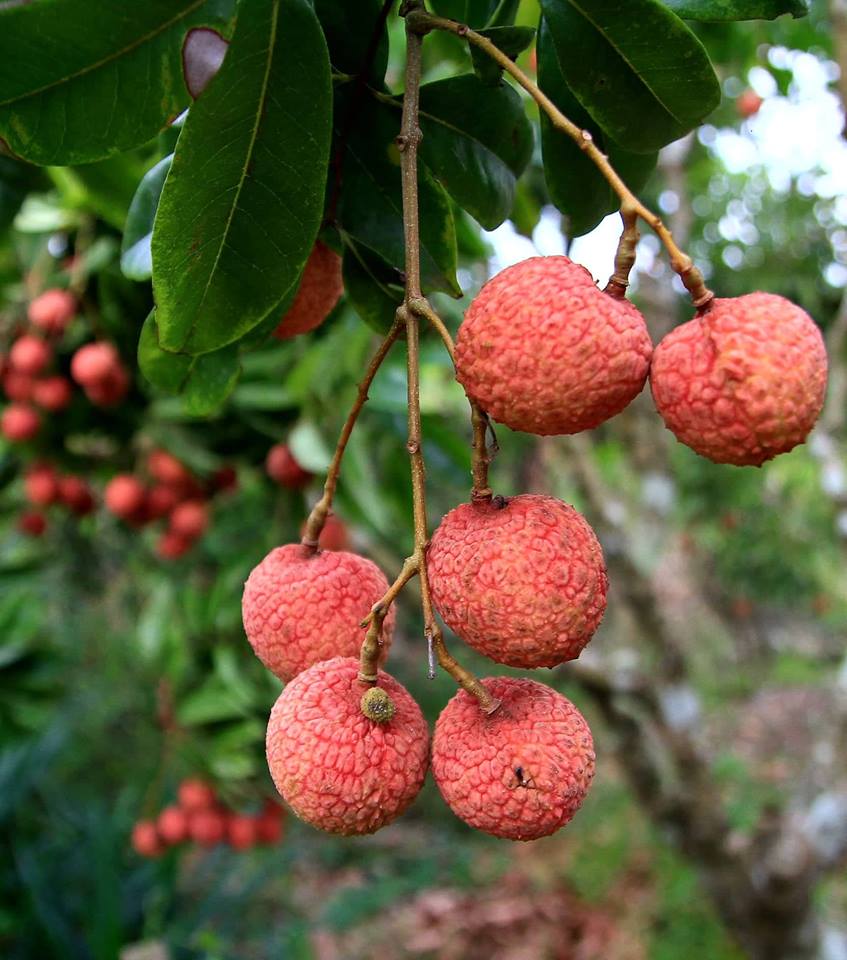 Về thủ phủ vải thiều - Hình 1