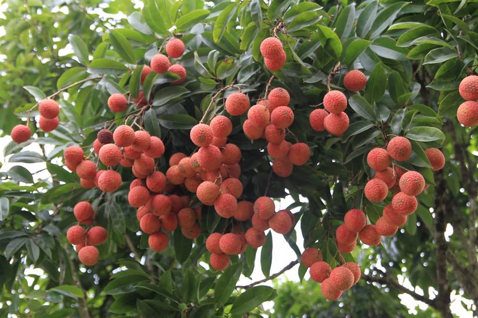 Về thủ phủ vải thiều - Hình 12