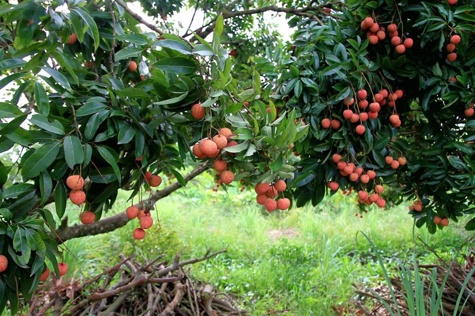 Về thủ phủ vải thiều - Hình 6
