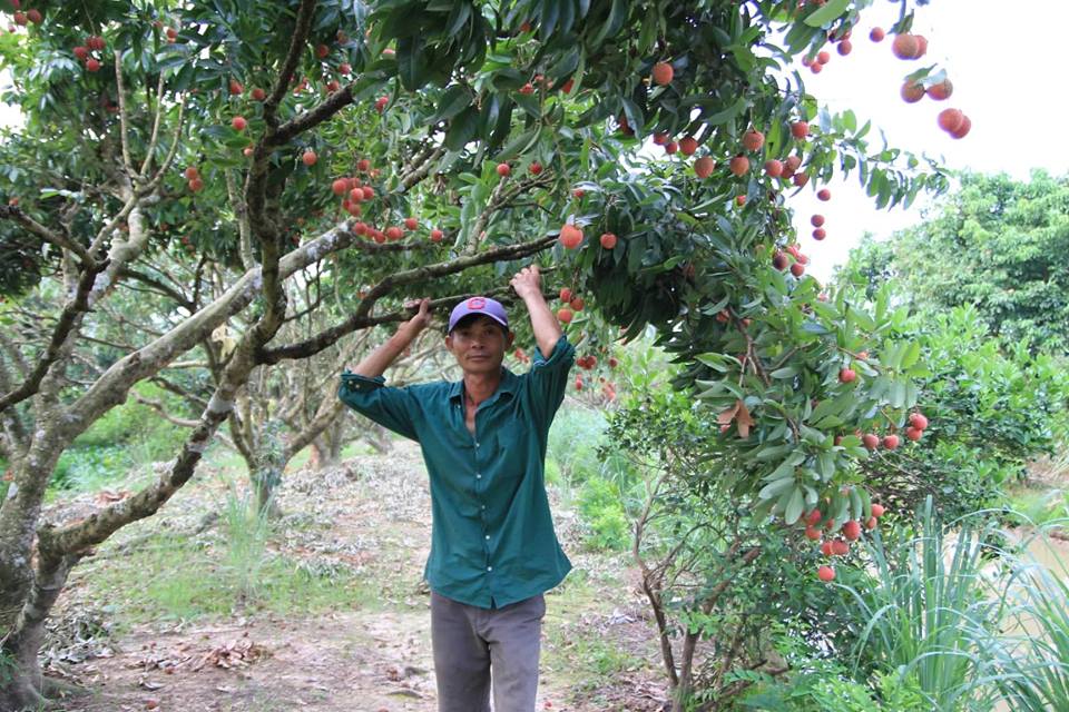 Về thủ phủ vải thiều - Hình 14