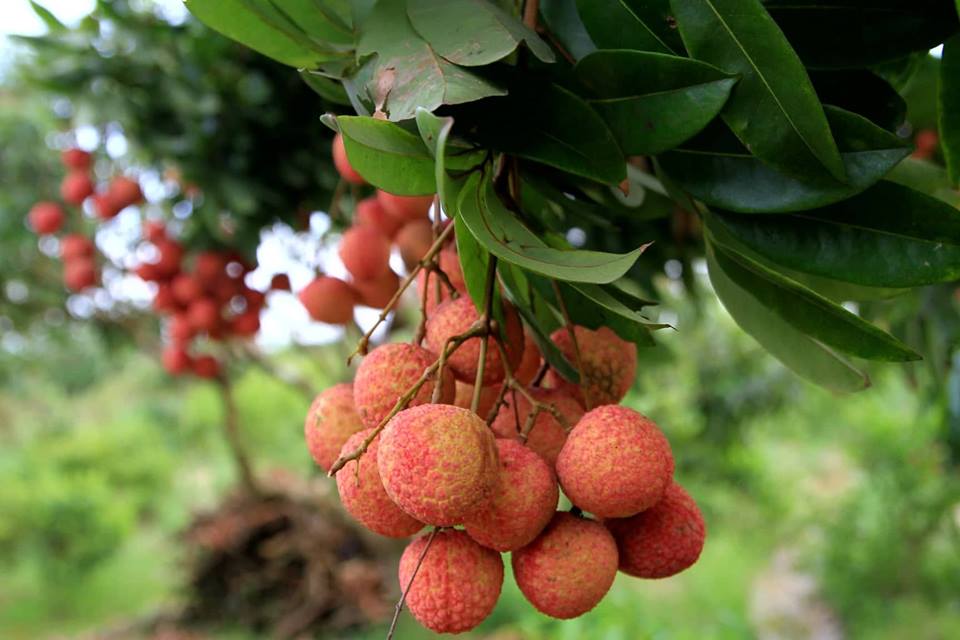 Về thủ phủ vải thiều - Hình 8