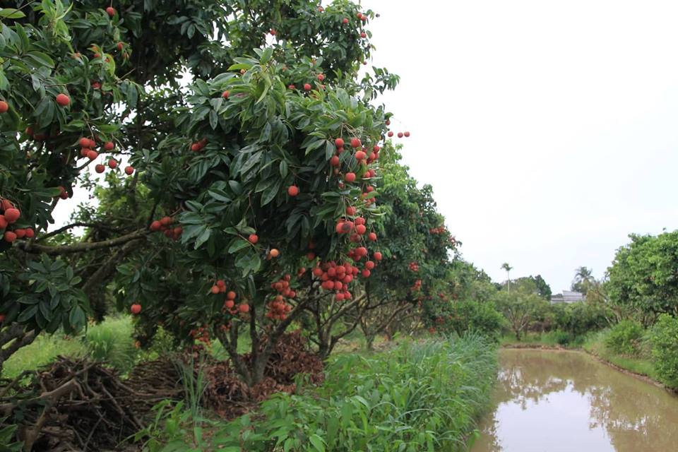 Về thủ phủ vải thiều - Hình 11