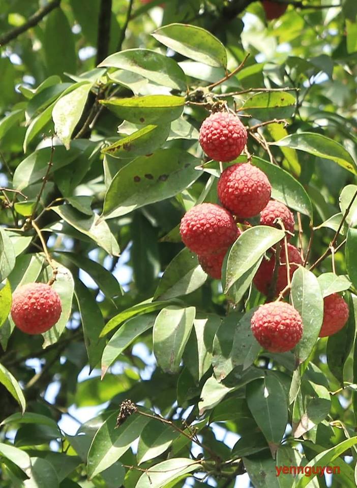 Về thủ phủ vải thiều - Hình 4