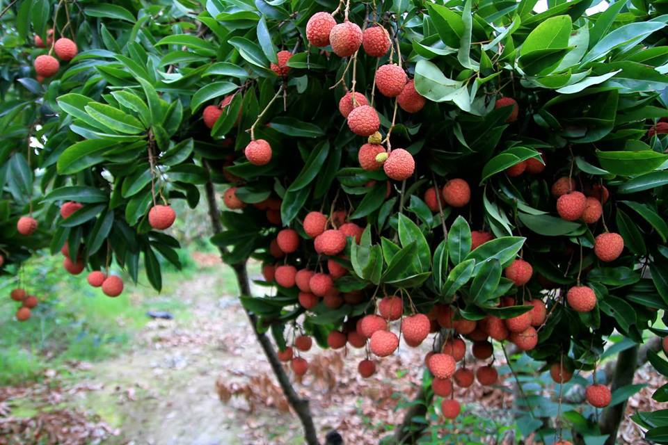 Về thủ phủ vải thiều - Hình 2
