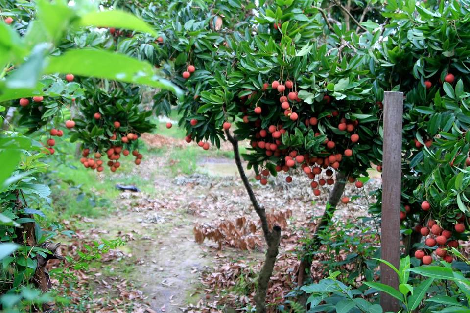 Về thủ phủ vải thiều - Hình 3