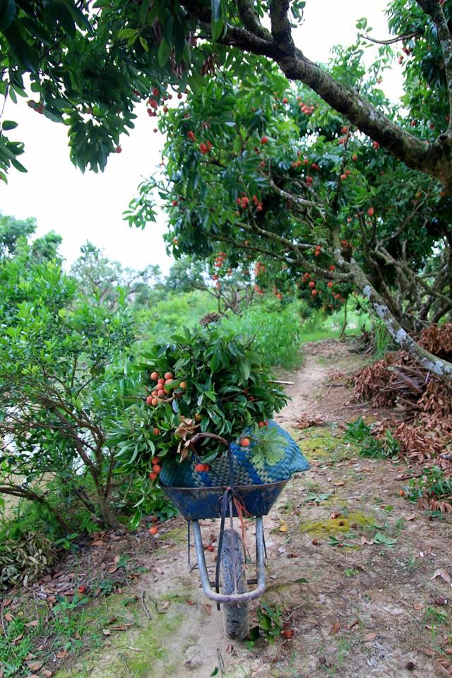 Về thủ phủ vải thiều - Hình 15