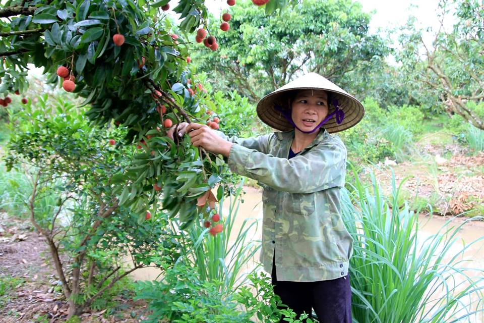 Về thủ phủ vải thiều - Hình 13