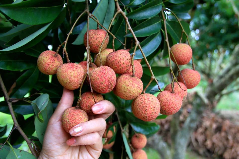 Về thủ phủ vải thiều - Hình 17