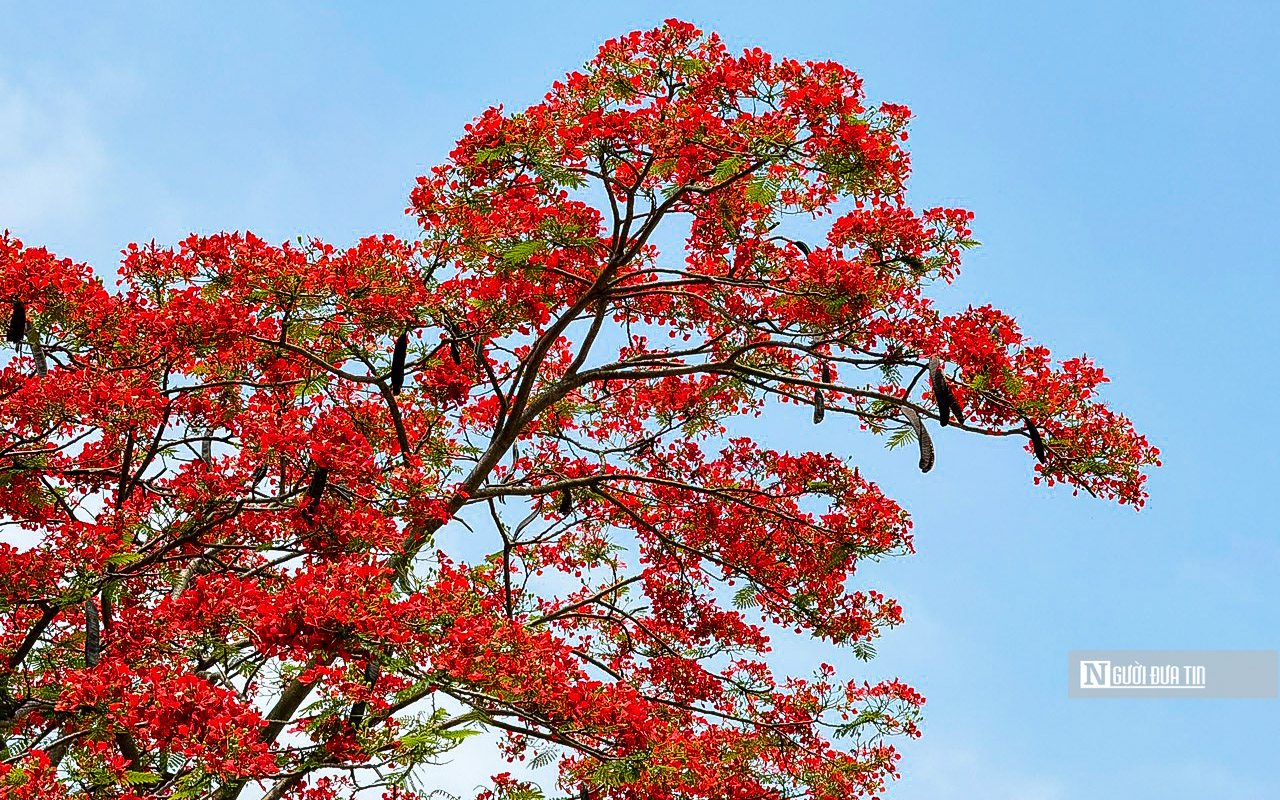 Dân sinh - Hoa phượng rực đỏ trên nhiều tuyến phố Thủ đô (Hình 4).