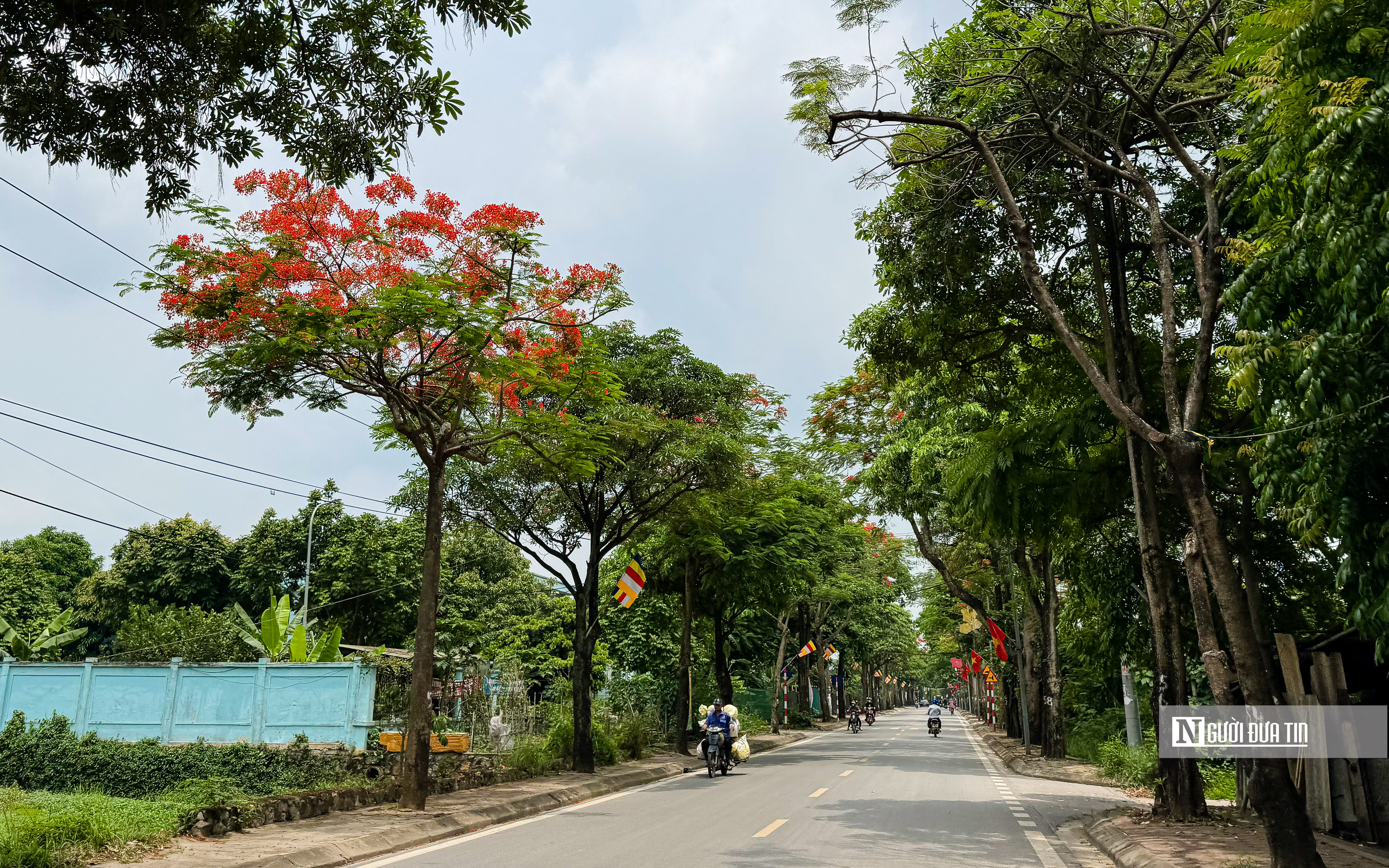 Dân sinh - Hoa phượng rực đỏ trên nhiều tuyến phố Thủ đô (Hình 6).