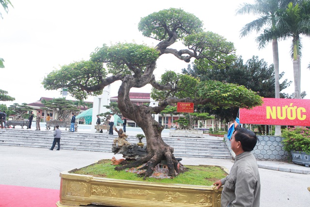 Tiêu dùng & Dư luận - Mãn nhãn ngắm khế cổ “Thiên Long vũ hội” đẹp từng centimet