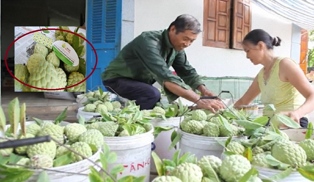 Vị thơm ngon, na Đông Triều kỳ vọng đạt doanh thu 300 tỷ đồng 