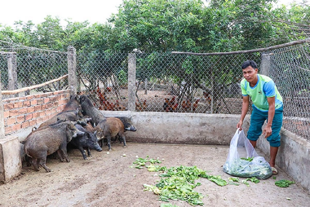 Anh nông dân nuôi con đặc sản theo kiểu chả tốn chi phí, lãi 100 triệu