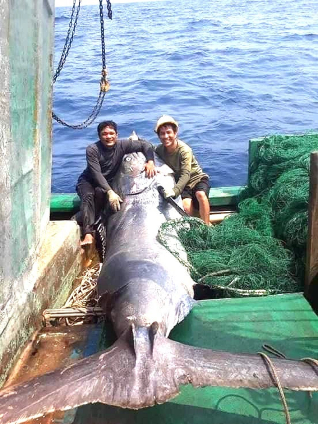 Anh nông dân săn được cá khủng 200kg, có người mang 16 triệu đến đổi
