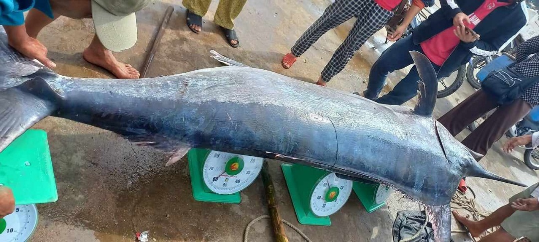 Anh nông dân săn được cá khủng 200kg, có người mang 16 triệu đến đổi