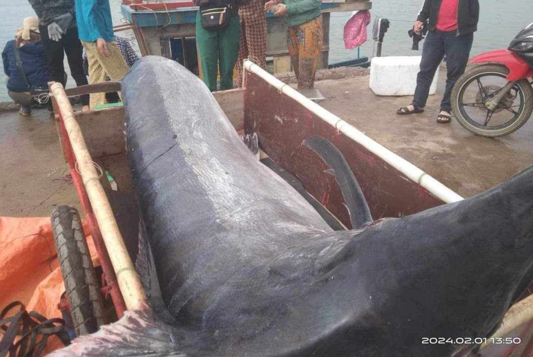 Anh nông dân săn được cá khủng 200kg, có người mang 16 triệu đến đổi