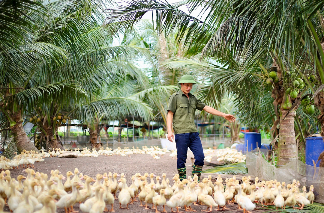 Đời sống - Anh nông dân nhẹ nhàng lãi 600 triệu đồng nhờ nuôi vịt theo cách lạ 'nửa kín nửa hở'