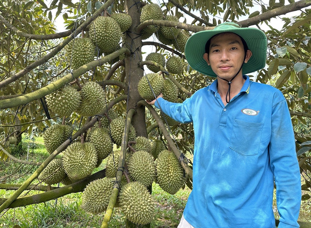 Đời sống - Anh nông dân 'bỏ phố' về quê nhẹ nhàng kiếm tiền tỷ nhờ trồng loài cây 'hái ra tiền'