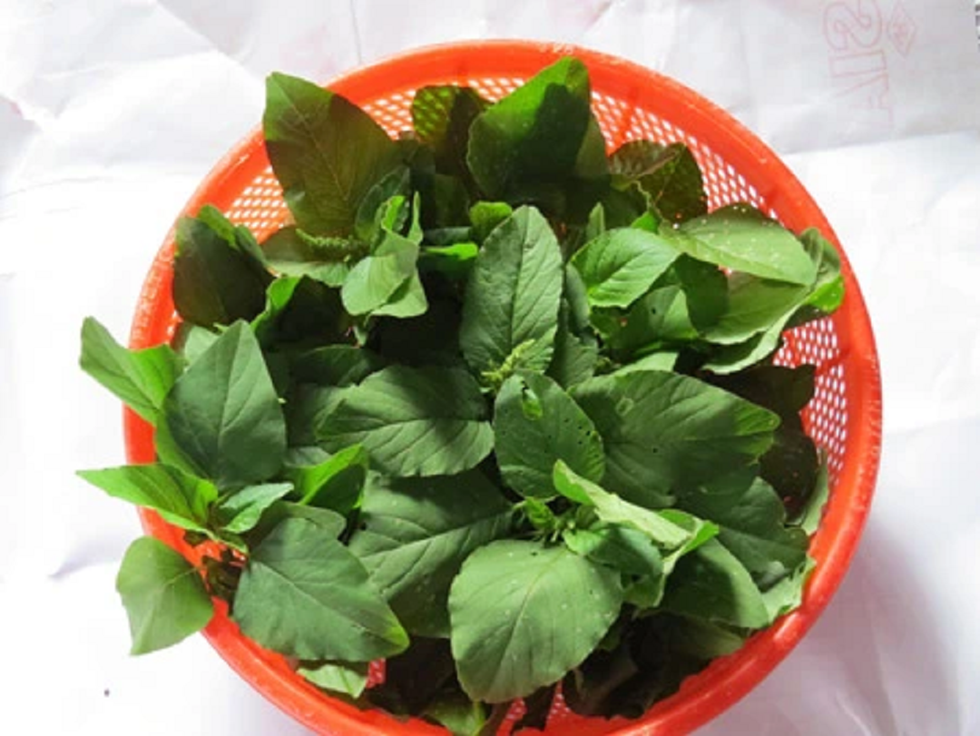 Đời sống - Ăn 1 mớ rau này tốt ngang thịt, xưa cho lợn ăn nay lên tầm đặc sản 'hái ra tiền'