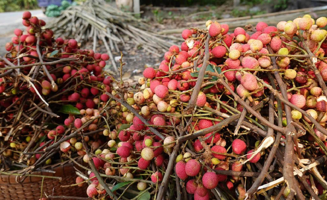 Đời sống - Loại quả dại 'chua chát' xưa rụng đầy gốc, nay thành đặc sản 'hái ra tiền' (Hình 2).