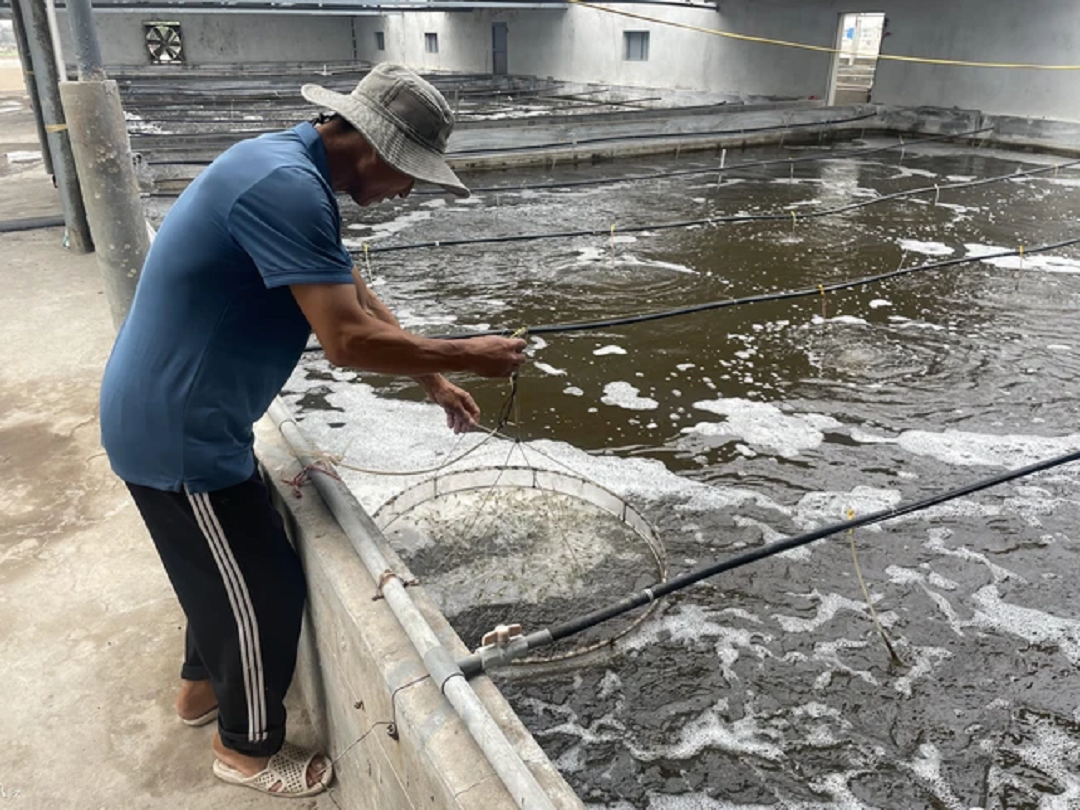 Anh nông dân cứ mỗi năm bỏ túi 3 tỷ nhờ nuôi con hiền như cục đất