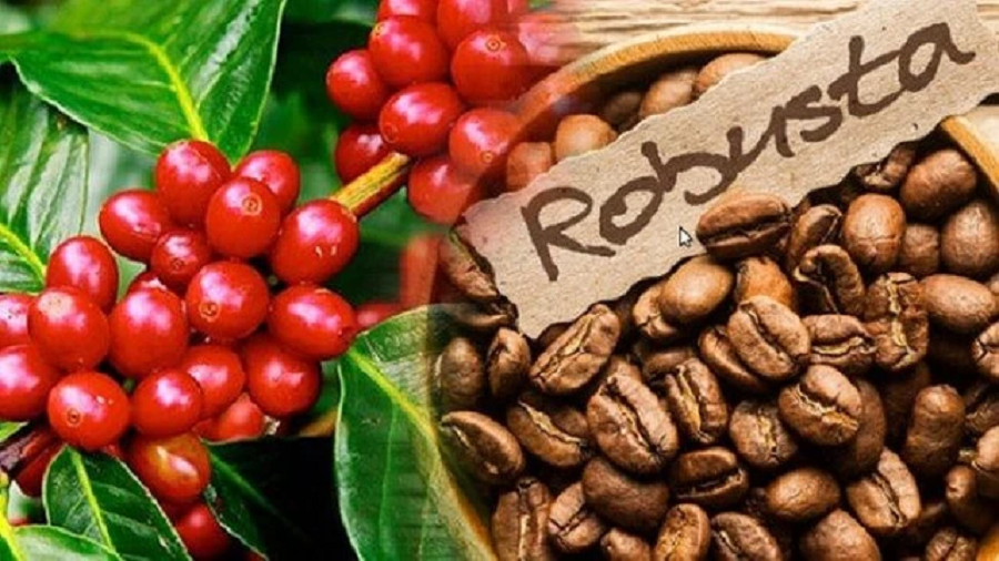 Tiêu dùng & Dư luận - Cà phê Robusta “dậy sóng” với giá đạt kỷ lục mới