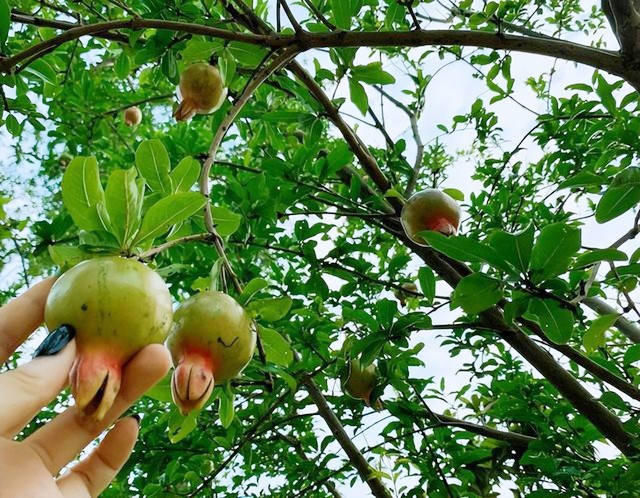 Giải trí - Bỏ lại hào quang Trương Hinh Dư đam mê làm vườn, hạnh phúc viên mãn bên soái ca quân nhân (Hình 9).