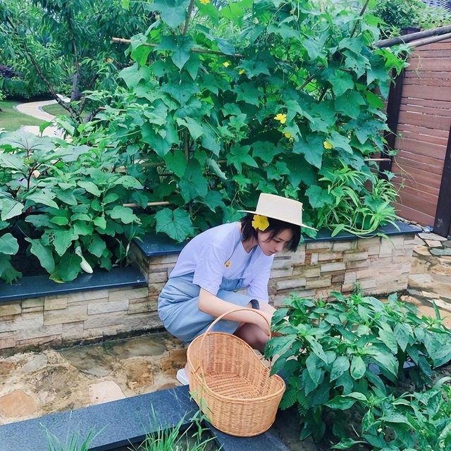 Giải trí - Bỏ lại hào quang Trương Hinh Dư đam mê làm vườn, hạnh phúc viên mãn bên soái ca quân nhân (Hình 3).