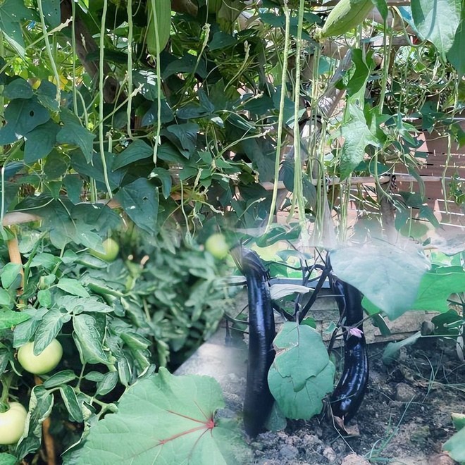 Giải trí - Bỏ lại hào quang Trương Hinh Dư đam mê làm vườn, hạnh phúc viên mãn bên soái ca quân nhân (Hình 8).