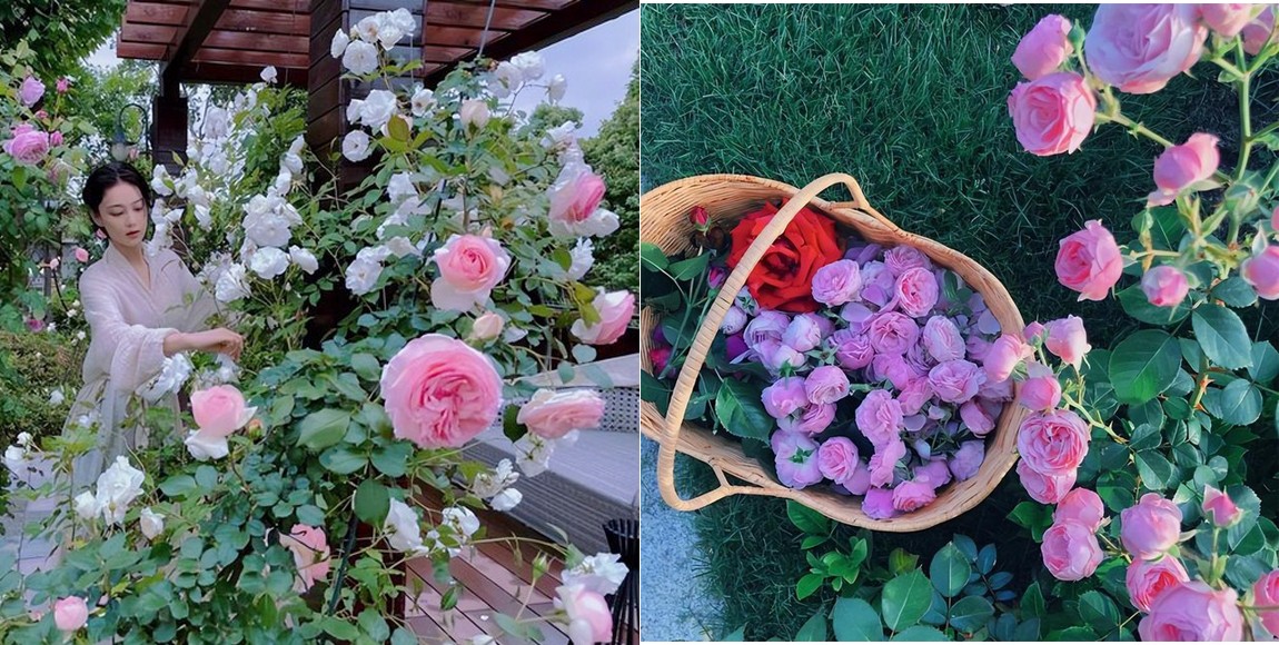 Giải trí - Bỏ lại hào quang Trương Hinh Dư đam mê làm vườn, hạnh phúc viên mãn bên soái ca quân nhân (Hình 4).