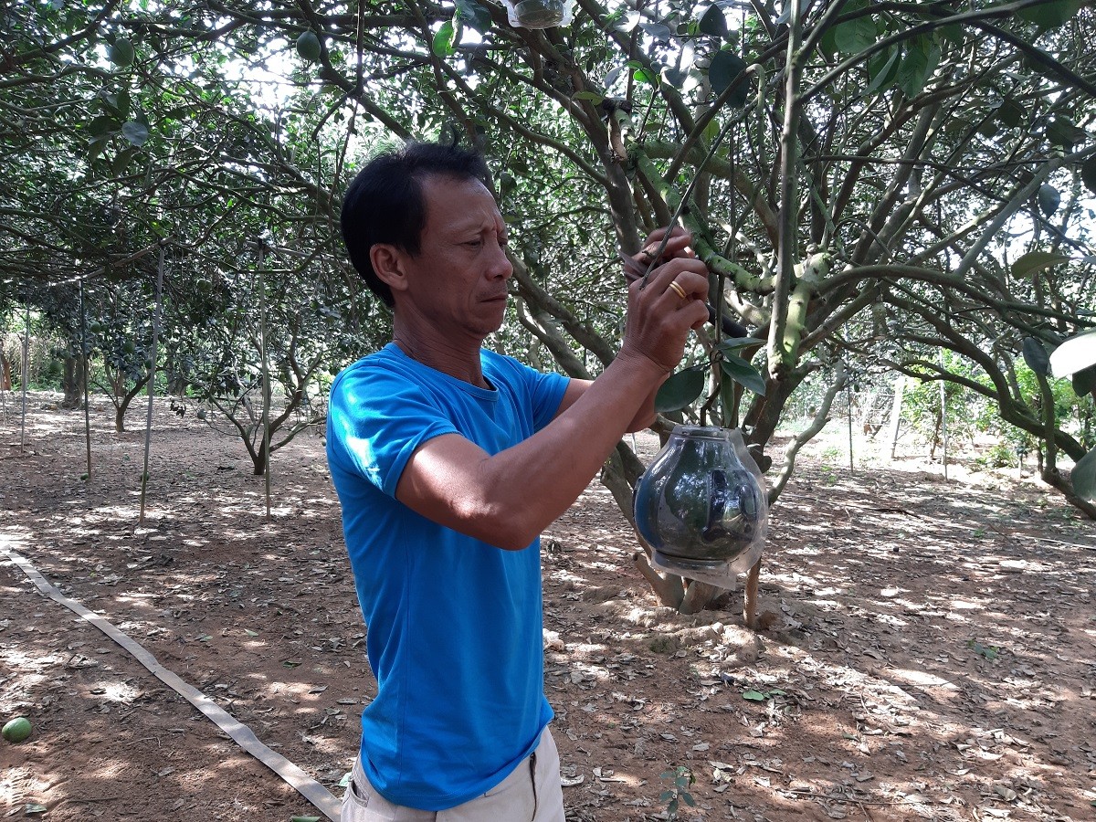 Tiêu dùng & Dư luận - 2 triệu đồng/cặp bưởi: Chỉ sợ không có hàng để bán