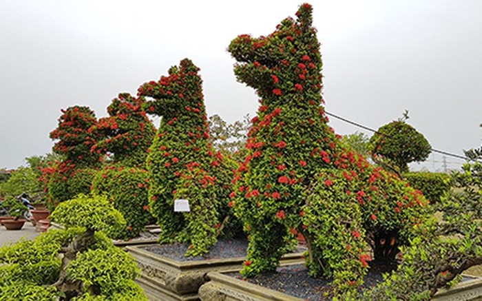 Tận mắt những cặp kiểng hàng trăm triệu đồng đón Tết Mậu Tuất 2018 - Hình 1