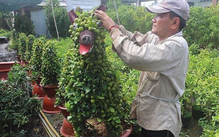 Tận mắt những cặp kiểng hàng trăm triệu đồng đón Tết Mậu Tuất 2018 - Hình 4
