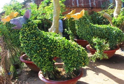 Tận mắt những cặp kiểng hàng trăm triệu đồng đón Tết Mậu Tuất 2018 - Hình 7