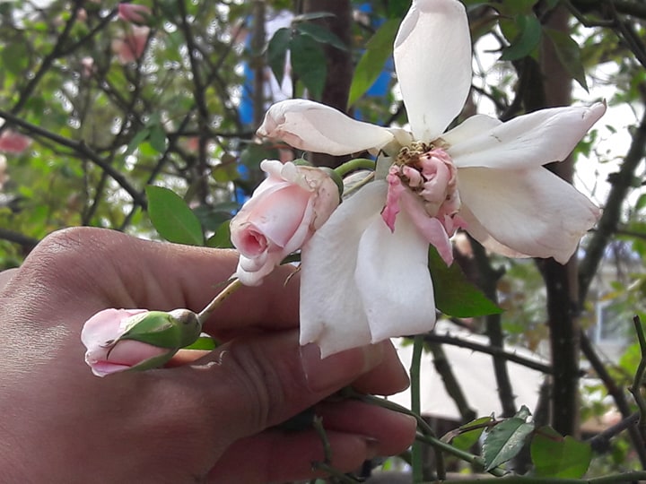 Lễ hội Hoa hồng Bulgaria vừa khai mạc đã bị chê hoa héo và nát - Hình 6