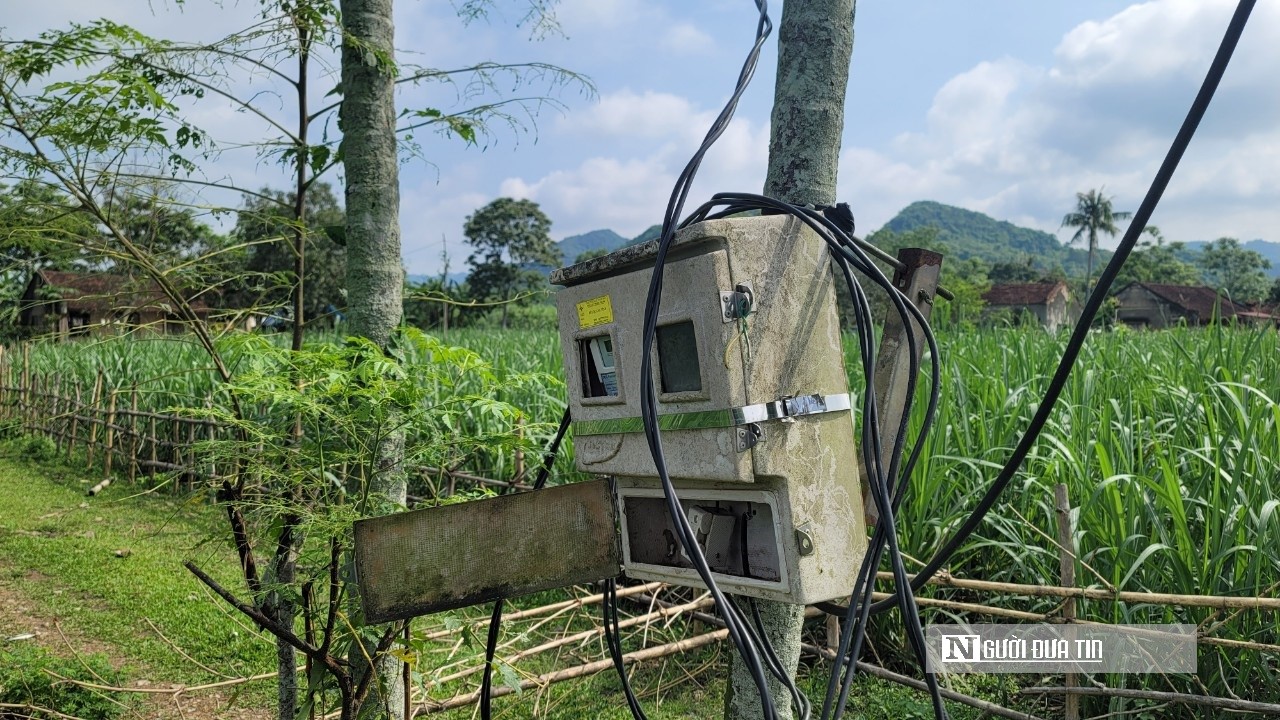 Dân sinh - Hiểm nguy rình rập khi dây trần, công tơ điện 'mắc võng' ở cây cau (Hình 2).