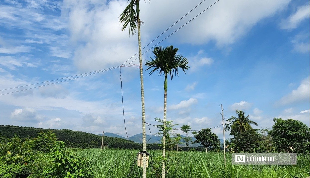 Dân sinh - Hiểm nguy rình rập khi dây trần, công tơ điện 'mắc võng' ở cây cau