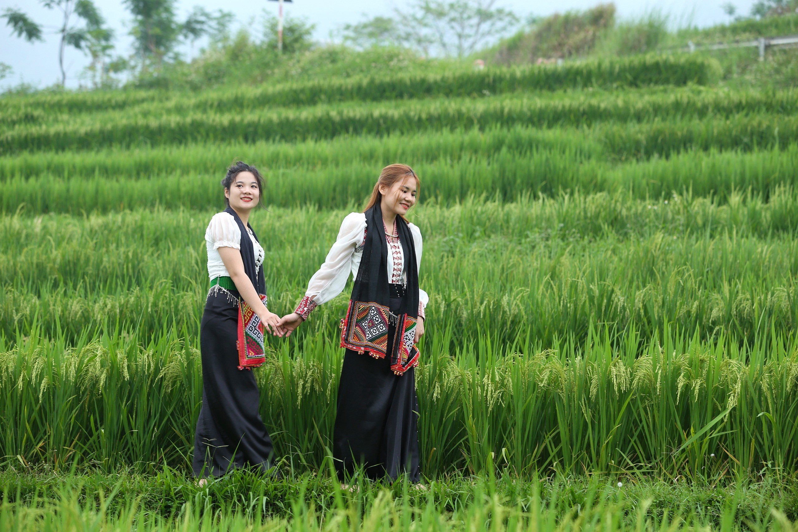 Văn hoá - Thiếu nữ khoe sắc bên ruộng lúa bậc thang ở Pù Luông (Hình 2).