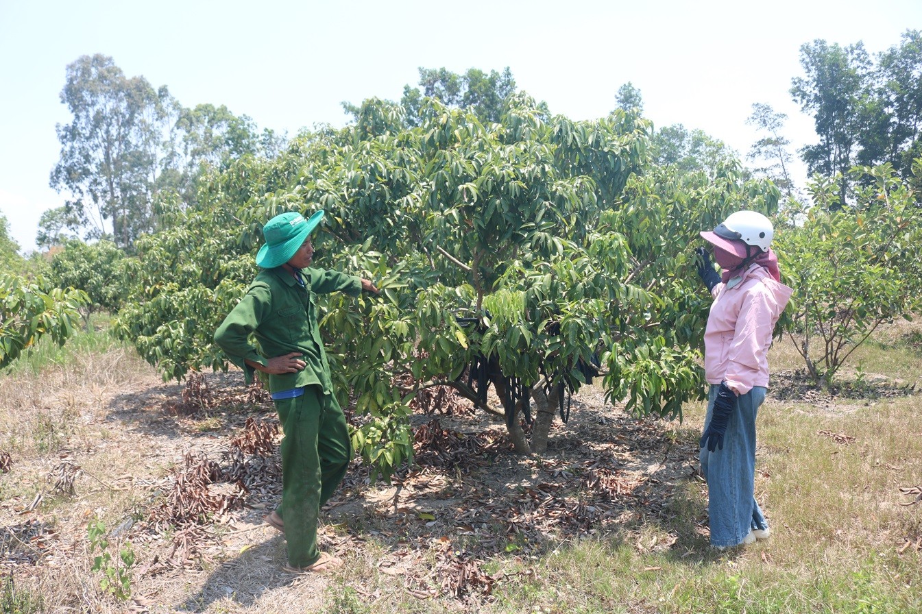 Dân sinh - Đắk Lắk: Nông dân buồn lòng vì vải thiều được giá nhưng mất mùa