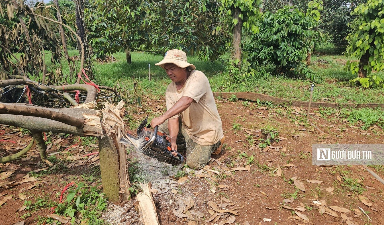 Dân sinh - Hàng trăm hộ dân bị thiệt hại gần 100 tấn sầu riêng do giông lốc (Hình 3).