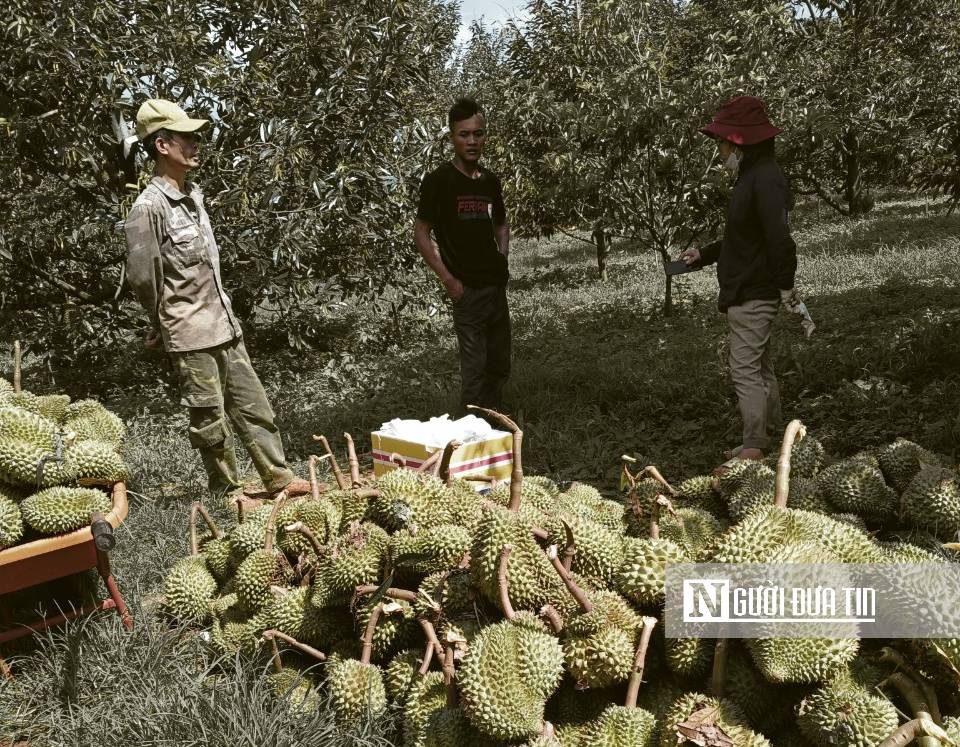 Dân sinh - Hàng trăm hộ dân bị thiệt hại gần 100 tấn sầu riêng do giông lốc (Hình 6).